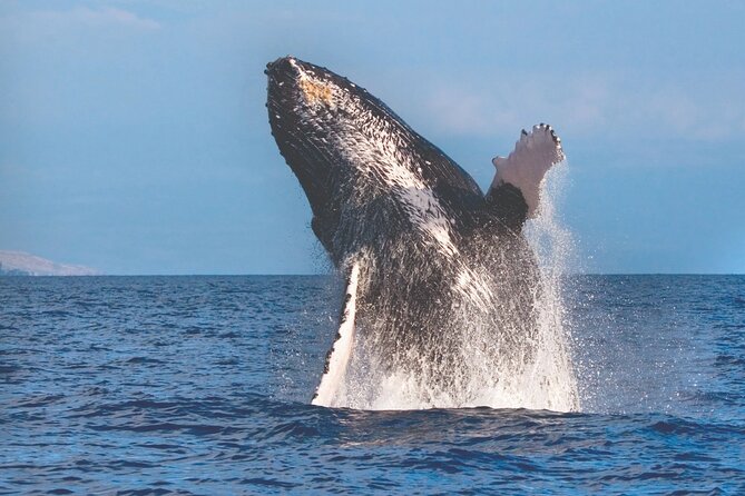 Kona Whale Watch From Honokohau on Sailing Boat - Meeting and Pickup Location