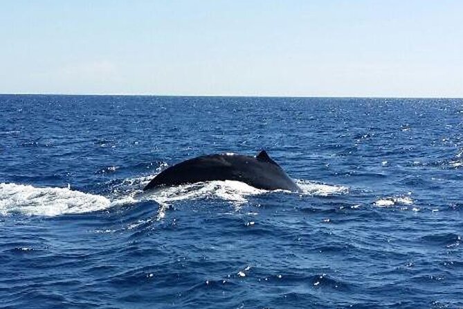 Kona Whale Watch From Honokohau on Sailing Boat - Confirmation and Accessibility