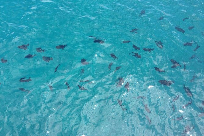 Kona Whale Watch From Honokohau on Sailing Boat - Group Size Limit
