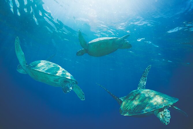 Kona Whale Watch From Honokohau on Sailing Boat - Tour Operator Information