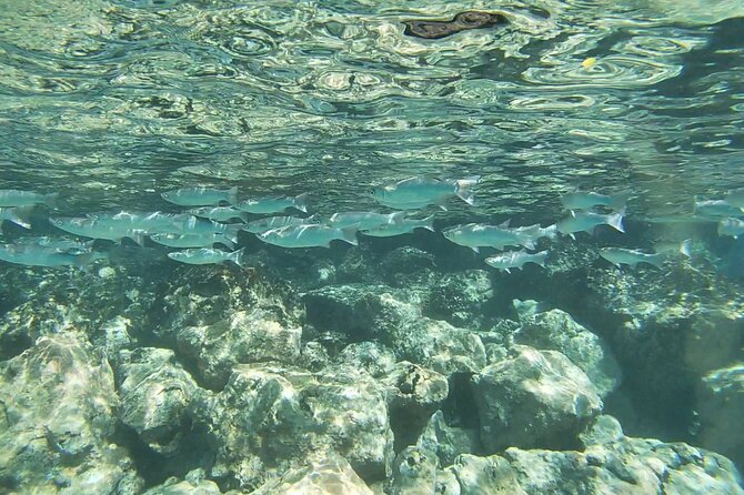 Konas Deluxe Snorkel - Beat the Crowds to Captain Cook and Place of Refuge - Snorkel Locations and Sightings