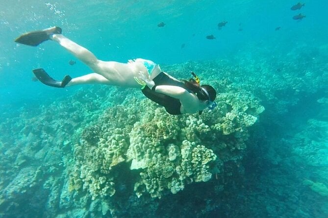 Konas Deluxe Snorkel - Beat the Crowds to Captain Cook and Place of Refuge - Advance Booking Recommendation