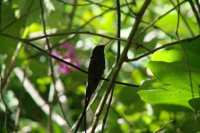 Konoko Garden & Mohoe Falls - Highlights of Konoko Garden