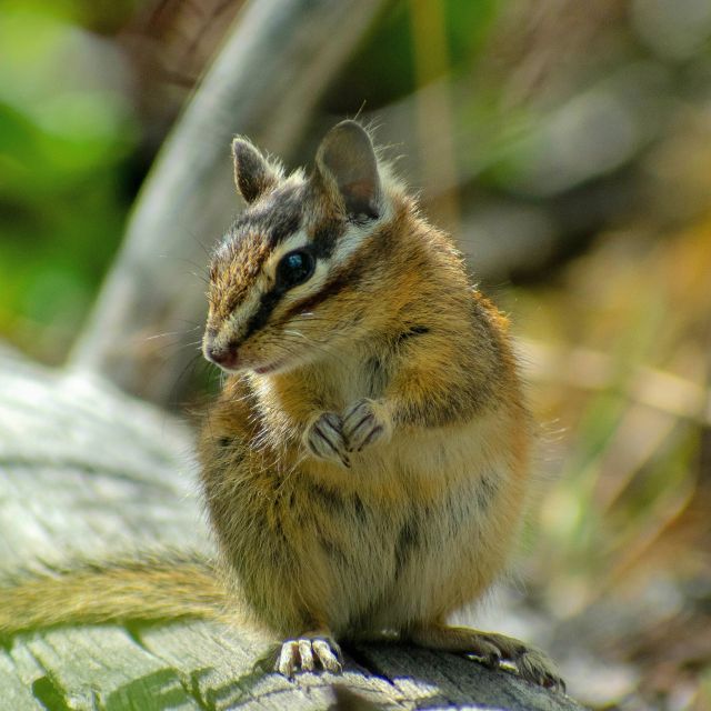 Kootenay National Park: Stanley Glacier Valley Tour - Key Points