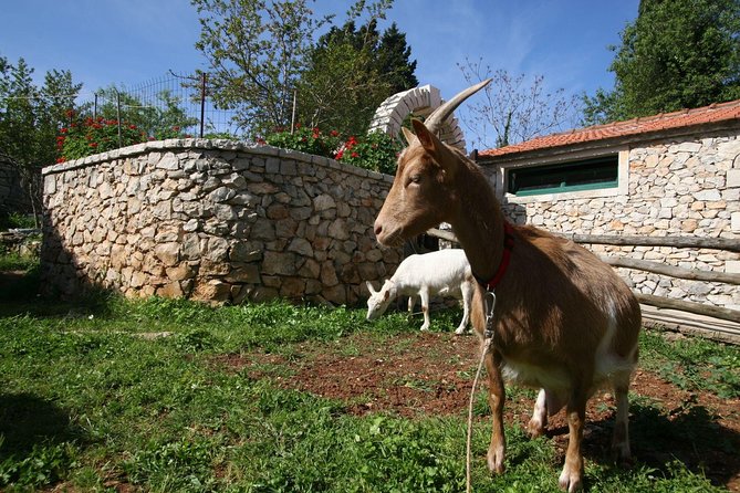 Korcula Island Mountain E Bike Tour - Key Points
