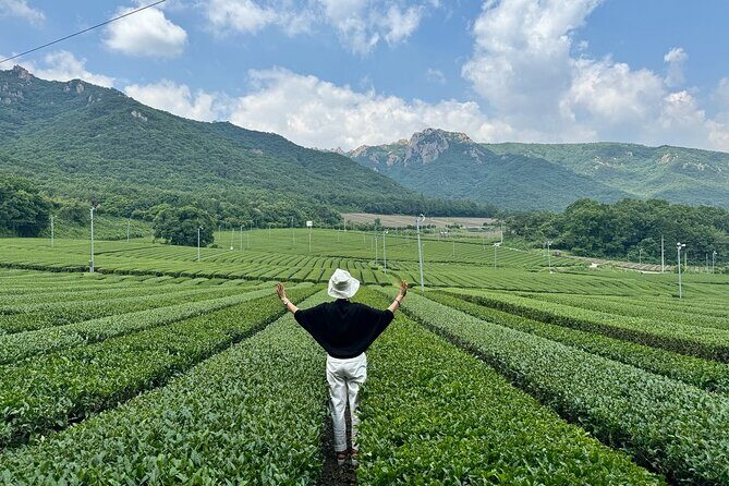 Korean Green Tea Tour - from Boseong to Gangjin (Private) - An Honest Look at the Korean Green Tea Tour from Boseong to Gangjin