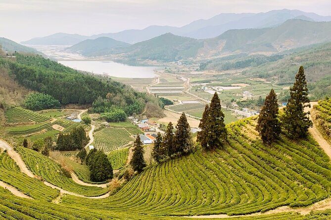 Korean Green Tea Tour - from Boseong to Gangjin (Private) - How the Experience Comes Together