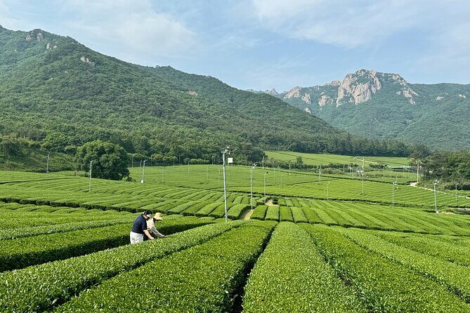Korean Green Tea Tour - from Boseong to Gangjin (Private) - FAQ