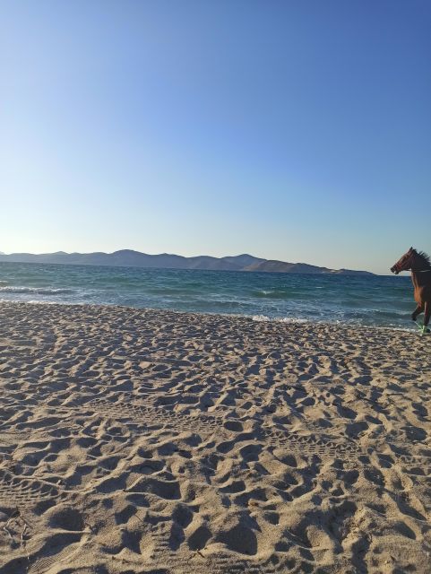 Kos: Horse Riding Experience on the Beach With Instructor - Itinerary and Locations