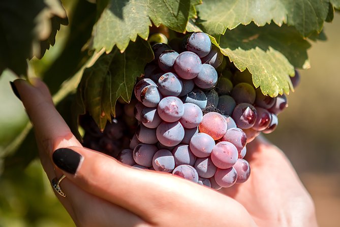 Kos Local Tasting - Wine, Oil & Honey - Exploring Hatziemmanouil Winery