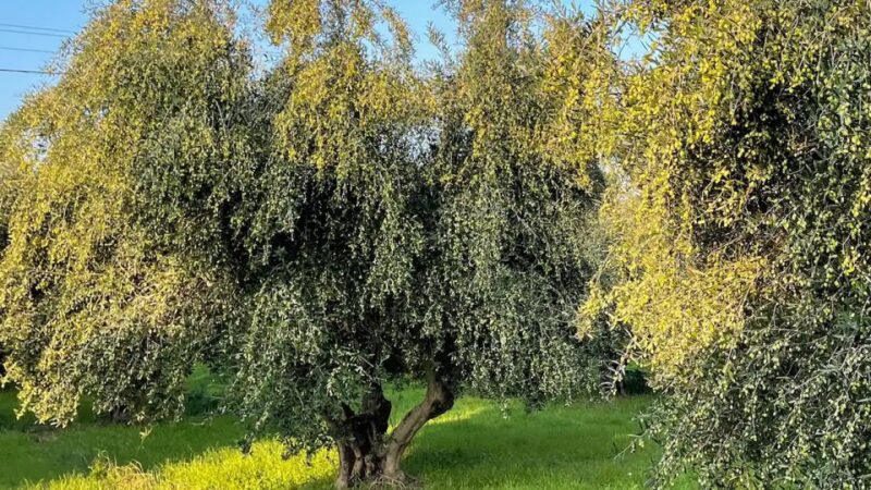 Kos Olive Oil Tasting & Farm Experience - Key Points