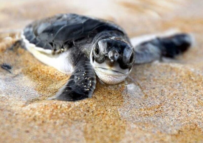 Kosgoda: Turtle Hatchery & Short South Coast Trip - Itinerary Highlights