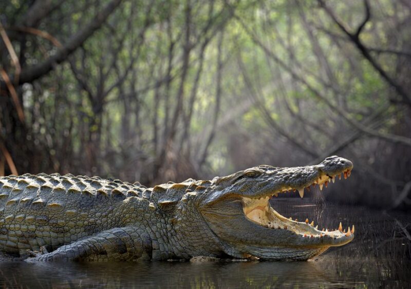 Kosgoda: Turtle Hatchery & Short South Coast Trip - Madu River Boat Ride