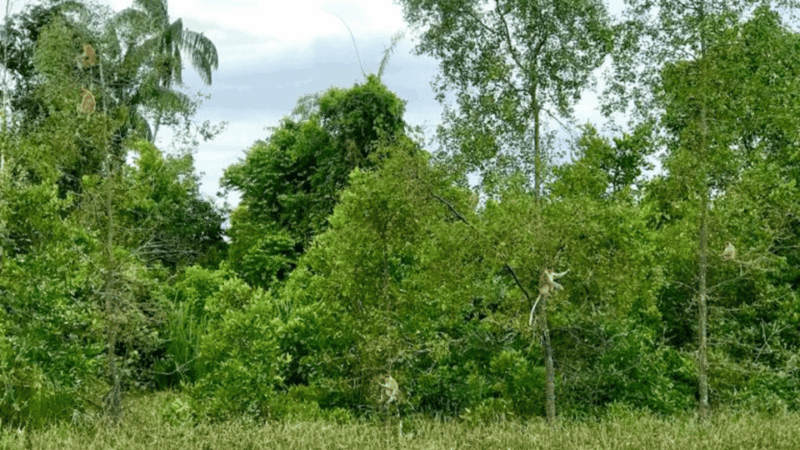 Kota Kinabalu : Fireflies & Sky Mirror Dream Beach Bongawan - Important Information