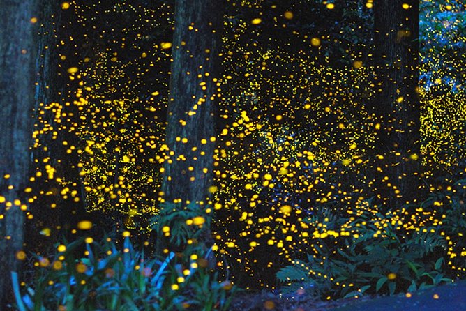 Kota Kinabalu K2 Fireflies Sunset River Cruise Tour With Dinner - Good To Know