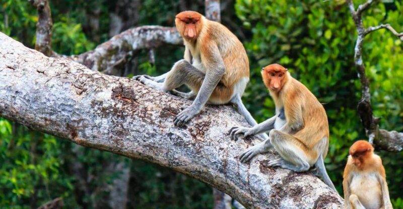 Kota Kinabalu: Kawa Kawa Wildlife River Cruise - Itinerary Details
