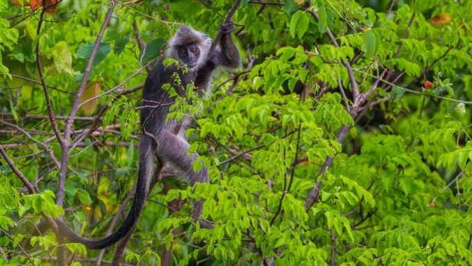 Kota Kinabalu: Kawa Kawa Wildlife River Cruise - Important Information