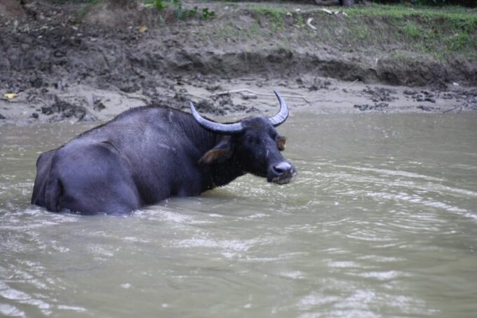 Kota Kinabalu: Kawa Kawa Wildlife River Cruise - Recommended Preparations