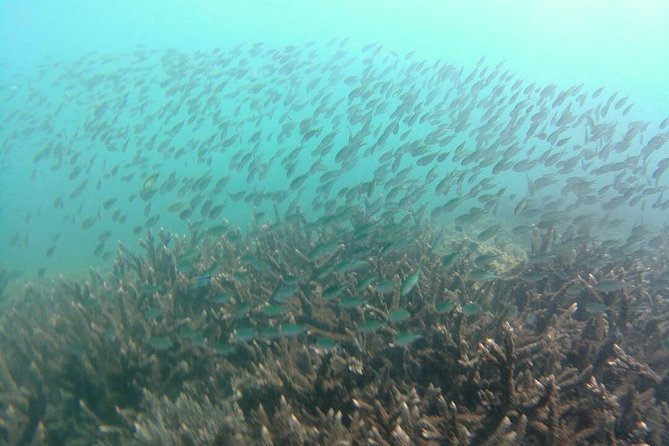 Kota Kinabalu P2 Private Island Scuba Discovery Tour + BBQ Lunch - Traveler Feedback