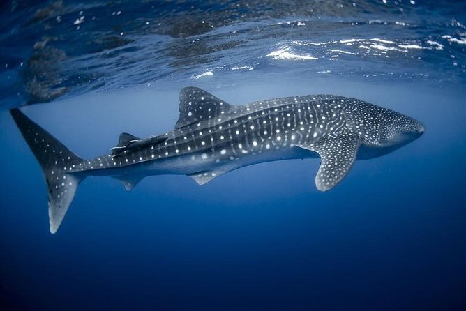 Kota Kinabalu P2 Private Island Scuba Discovery Tour + BBQ Lunch - Diving Experience