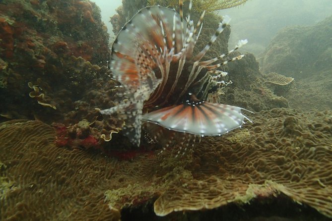 Kota Kinabalu P2 Private Island Scuba Discovery Tour + BBQ Lunch - Island Exploration