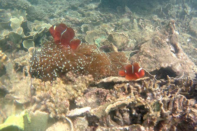 Kota Kinabalu P2 Private Island Scuba Discovery Tour + BBQ Lunch - Dining Experience