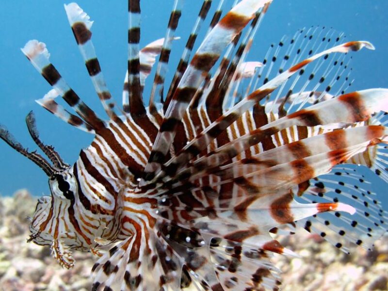 Kota Kinabalu: PADI Open Water Diver Course - Key Points