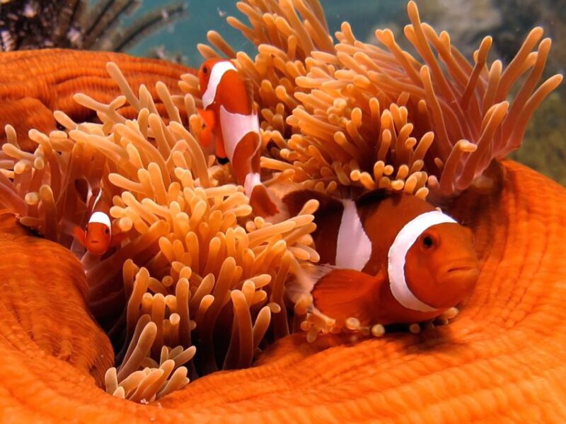 Kota Kinabalu: PADI Open Water Diver Course - Marine Environment
