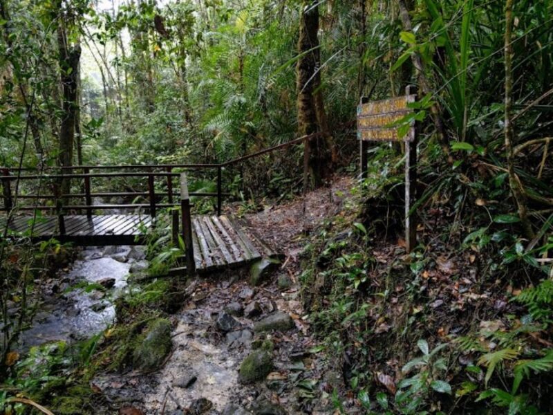 Kota Kinabalu: Private Kundasang and Poring Hot Spring Tour - Poring Hot Springs