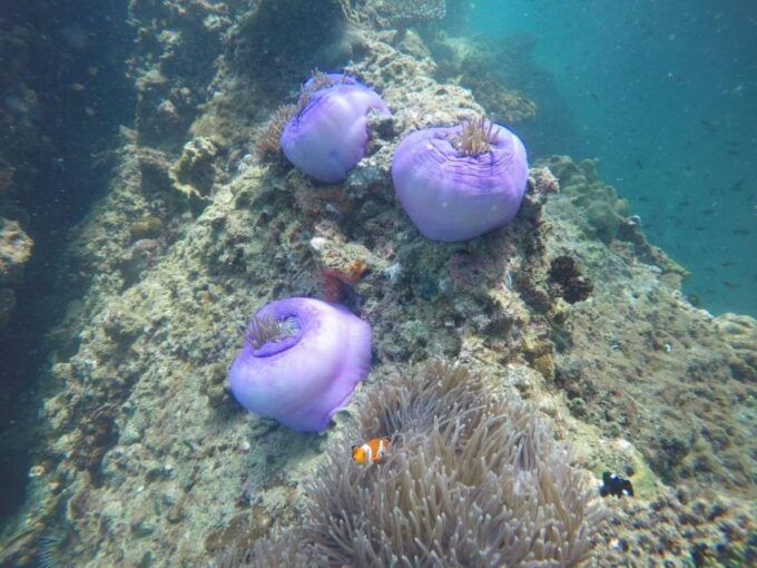 Krabi: 4 Island Sunset Tour by Speedboat With BBQ & Plankton - Frequently Asked Questions