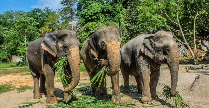 Krabi: Ao Nang Elephant Sanctuary Half-Day Tour - Experience Highlights