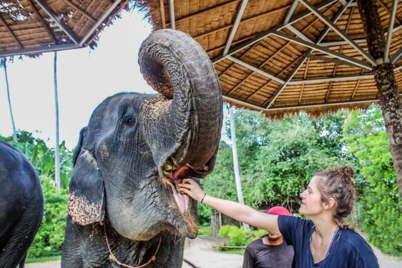 Krabi: Ao Nang Elephant Sanctuary Half-Day Tour - Transportation and Pickup Information