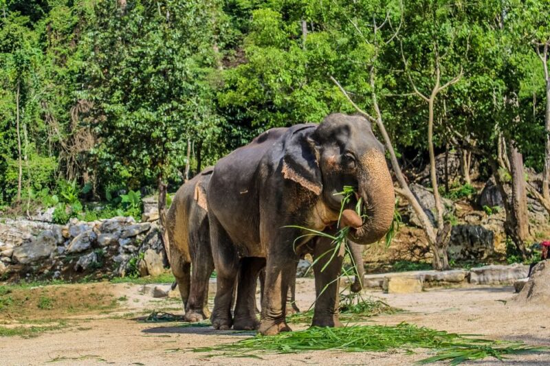Krabi: Ao Nang Elephant Sanctuary Half-Day Tour - What to Bring and Important Notes