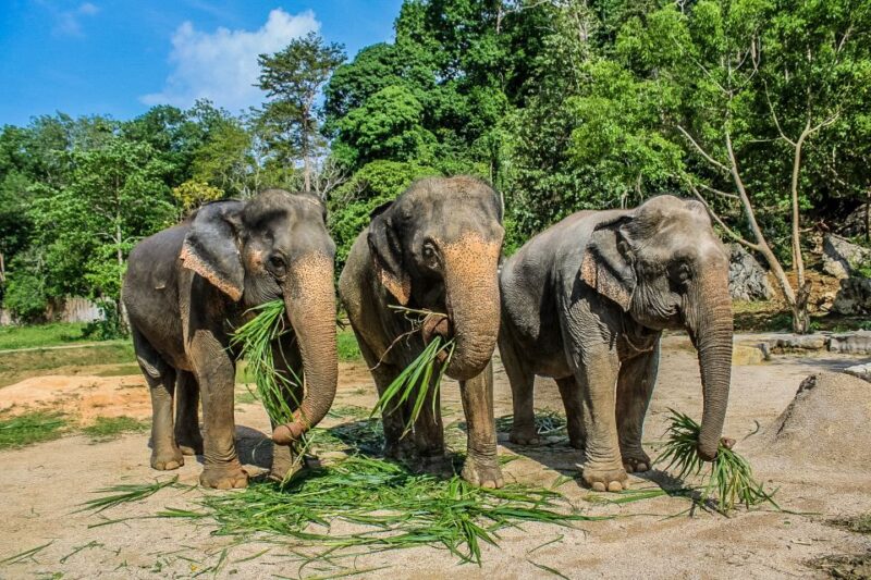 Krabi: Ao Nang Elephant Sanctuary Half-Day Tour - Customer Reviews and Ratings