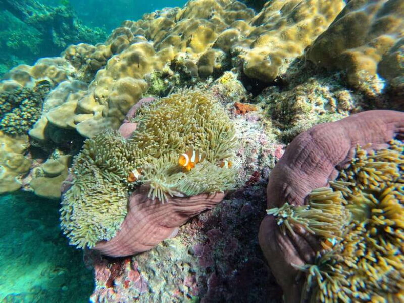 Krabi Aonang: Koh Rok & Koh Haa Snorkelling Day Trip + Lunch - Important Information and Restrictions