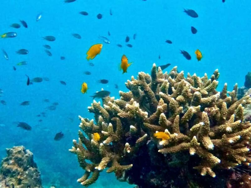 Krabi: Beat the Rush Early Bird 7 Islands & Railay Longtail - Key Points