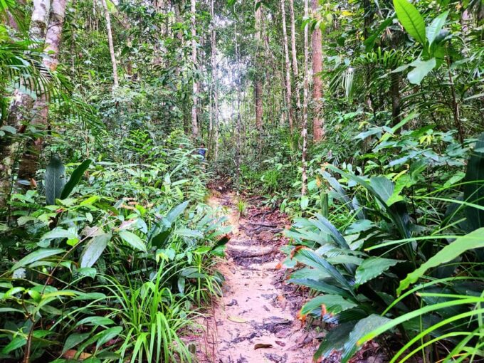 Krabi: Dragon Crest Sunrise Hike &Klong Root Kayak Adventure - Expert Local Guides