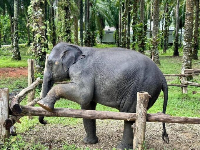 Krabi Elephant Bathing and Atv Adventure (30min/30min) - Frequently Asked Questions