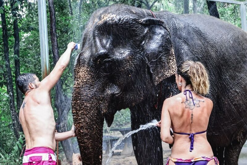 Krabi: Elephant Bathing Session at Krabi Elephant Shelter - Bathing Routine