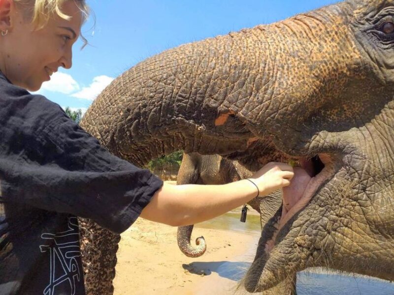 Krabi: Elephant Care House Guided Tour With Hotel Transfers - Experience Highlights