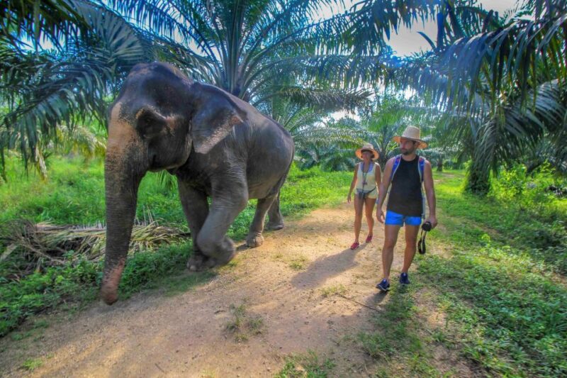 Krabi: Elephant Care House Guided Tour With Hotel Transfers - Customer Reviews and Ratings