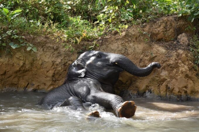 Krabi: Elephant Care House Guided Tour With Hotel Transfers - Frequently Asked Questions
