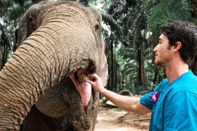 Krabi: Elephant Feeding Program - Frequently Asked Questions