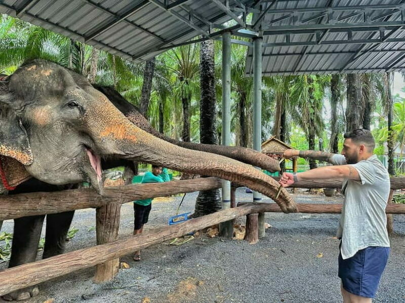 Krabi: Elephant Feeding Program with Food Preparation - What Is the Krabi Elephant Feeding Program?