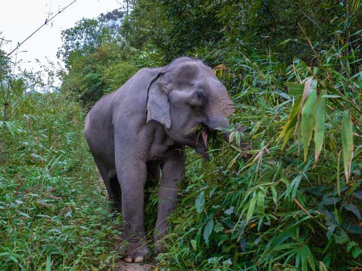 Krabi: Ethical Elephant Care Experience With Hotel Transfer - Key Points