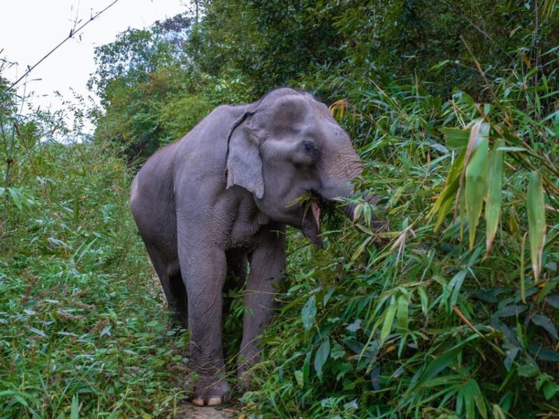 Krabi: Ethical Elephant Care Experience With Hotel Transfer - Rescued Elephants in Natural Setting