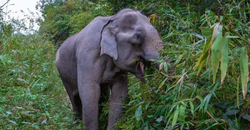 Krabi: Ethical Elephant Care Experience With Hotel Transfer - Feeding the Gentle Giants