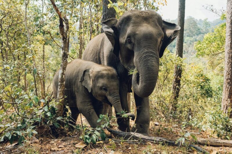 Krabi: Ethical Elephant Care Experience With Hotel Transfer - Mud Bath Fun With Elephants