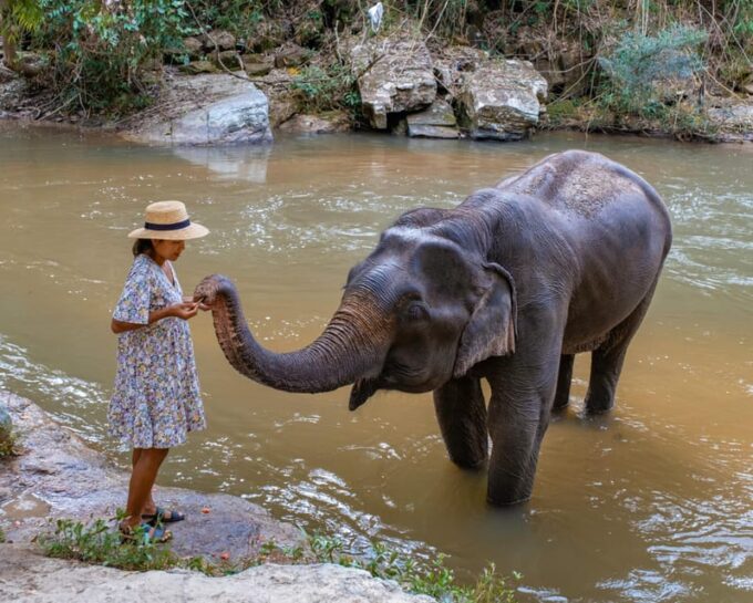 Krabi: Ethical Elephant Care Experience With Hotel Transfer - Inclusions and What to Bring