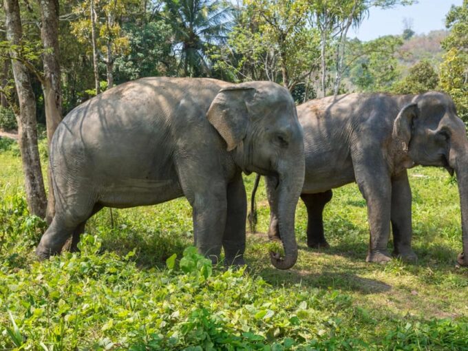 Krabi: Ethical Elephant Care Experience With Hotel Transfer - Booking and Cancellation Policy